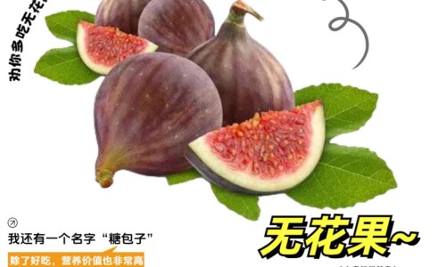 沙棘的作用和功效与作用及禁忌-【沙棘的作用和功效】沙棘的作用和功效与作用 - 沙棘的作用与功效与作用网