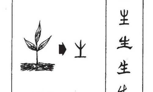 沙棘的作用和功效与作用及禁忌-【沙棘的作用和功效】沙棘的作用和功效与作用 - 沙棘的作用与功效与作用网